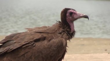 sarkık şey karşı karşıya akbaba için gıda savaging