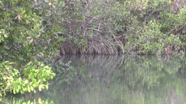 mangrov bataklığı Gambiya içinde.
