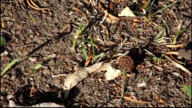 sıcak yaz günlerinde kanatlı karıncalar yakın çekim.
