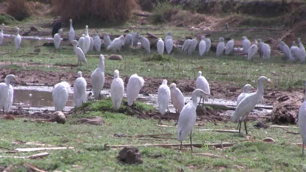 Bovinos Egrets em zonas húmidas na Gâmbia, África Ocidental . — Vídeo de Stock