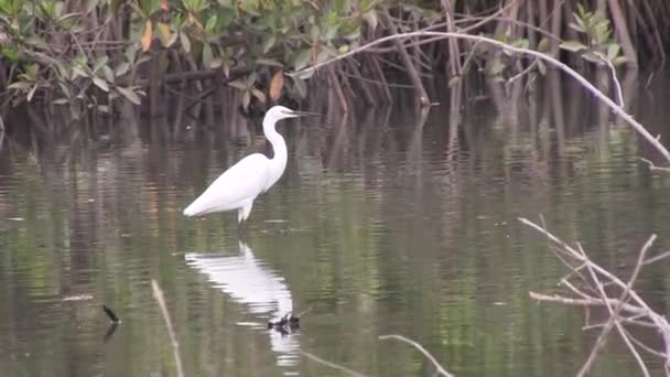 マングローブ沼の素晴らしい白い白鷺 — ストック動画