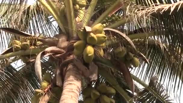 Coco dió egy pálmafa nő. — Stock videók