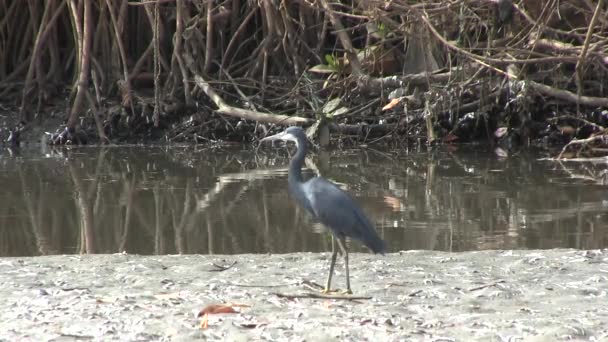 Westerse rif heron in een moeras van mangrove. — Stockvideo