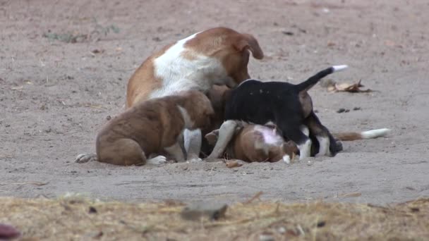 Puppies zuigen op hun moeder — Stockvideo