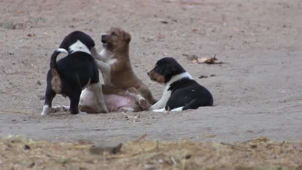 Puppies playing on a sandy beach. — Stock Video