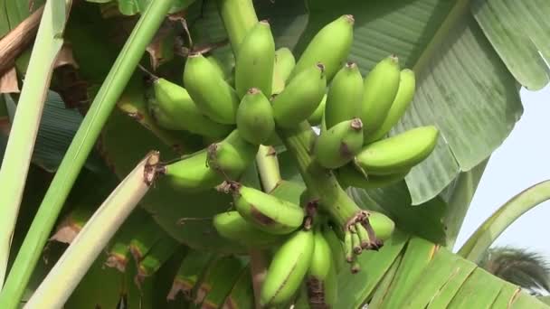 Bananen groeien in de tropen. — Stockvideo