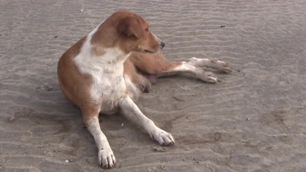 Cão em uma praia de areia na Gâmbia, África Ocidental . — Vídeo de Stock