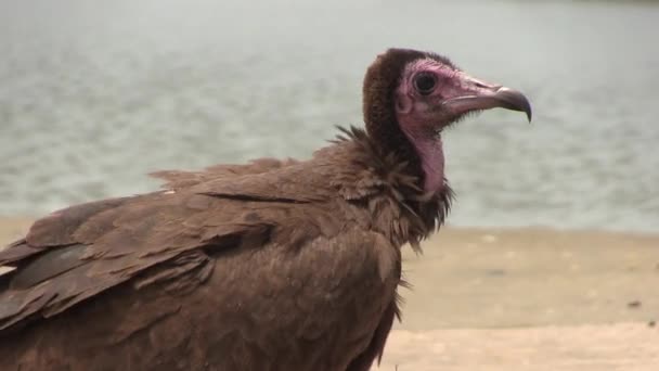 Lappet-face vautour sauvage pour la nourriture — Video