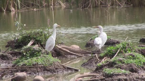 Garzas bovinas en los humedales . — Vídeo de stock