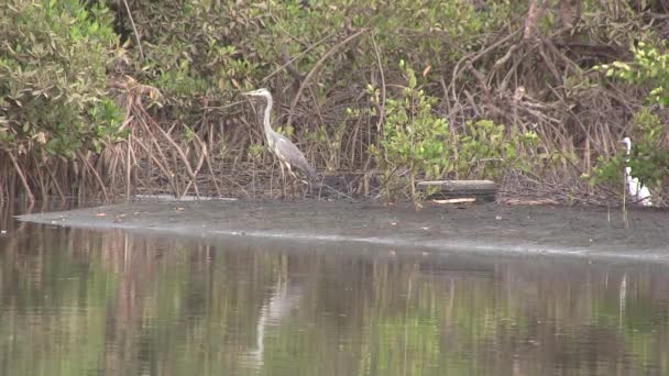 Volavka popelavá v mangrovových bažinách. — Stock video