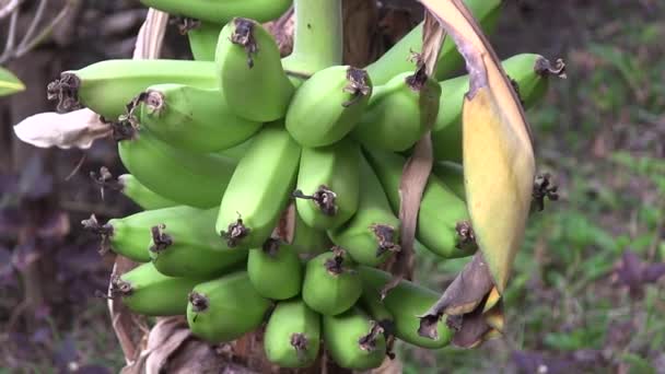 Bananas crescendo nos trópicos . — Vídeo de Stock