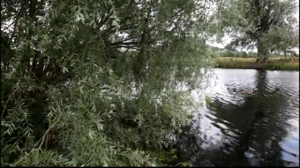 Árboles cerca de la orilla de un río — Vídeos de Stock