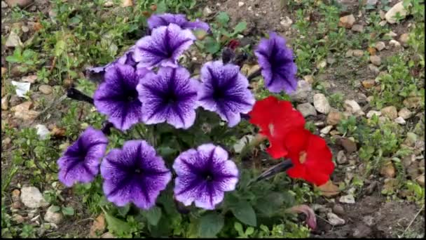 Purple and red Petunias swaying in the breeze — Stock Video