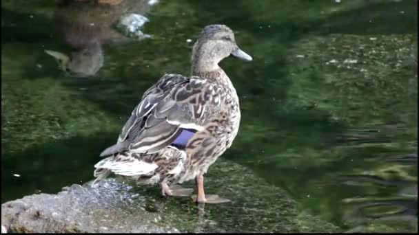 Gros plan d'un canard debout en eau peu profonde . — Video