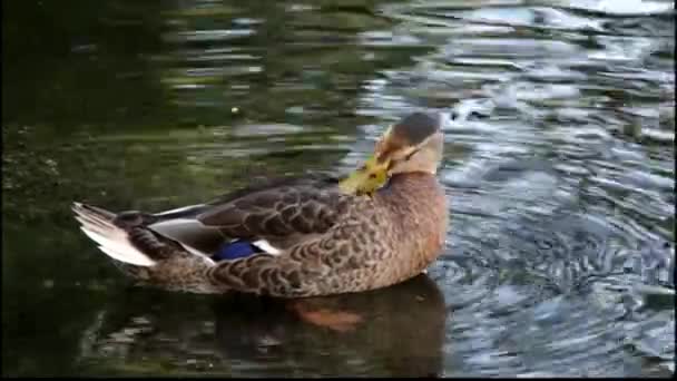 Nahaufnahme einer Ente, die im flachen Wasser steht. — Stockvideo