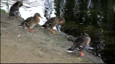 nehir kıyısında preening dört ördekler