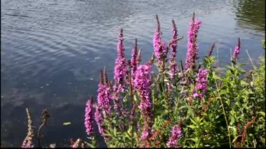 sazlık ve bir nehir banka yakın büyüyen çiçek.