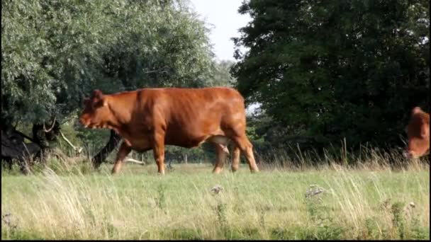 Tres vacas marrones caminando en un campo en Inglaterra . — Vídeo de stock