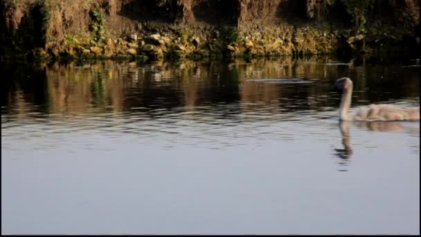 Three cygnets swimming on a river in England. — Stock Video