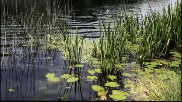 Plantes poussant dans et près d'une rivière .
