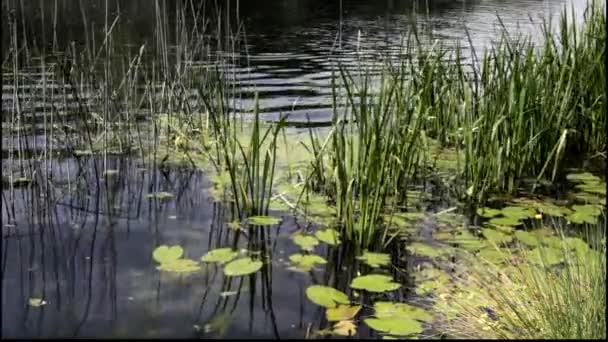 Plantas que crecen en y cerca de un río . — Vídeos de Stock