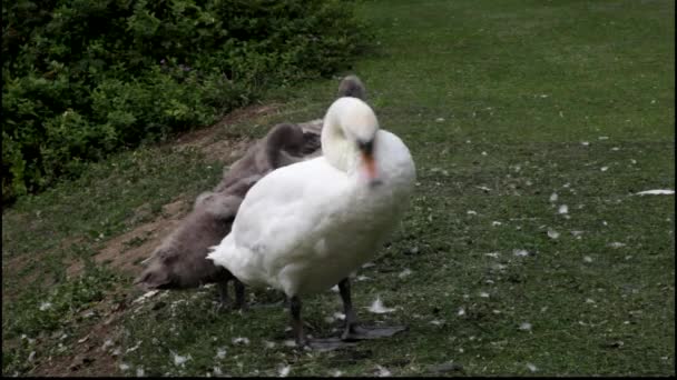 Family of swans preening on a river bank. — Stock Video