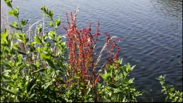 Riet en bloemen groeien in een rivier dicht bij een bank. — Stockvideo