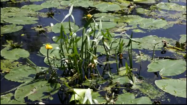 Желтые водяные лилии, плавающие по реке . — стоковое видео