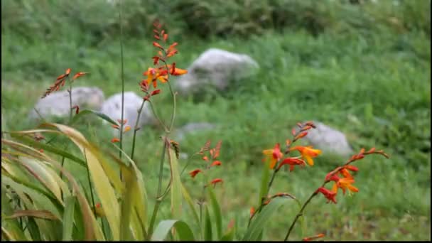 Plantas de floração vermelhas soprando no vento . — Vídeo de Stock