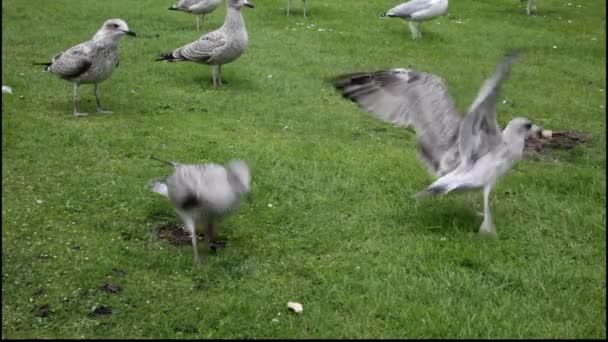 Чайки забиваються за їжу . — стокове відео