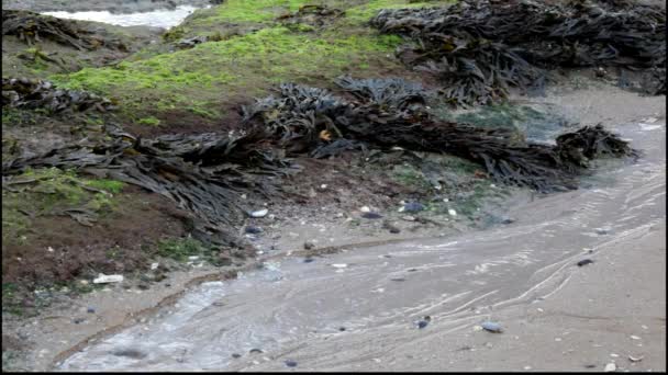 Stream of sea water on a sandy beach. — Stock Video