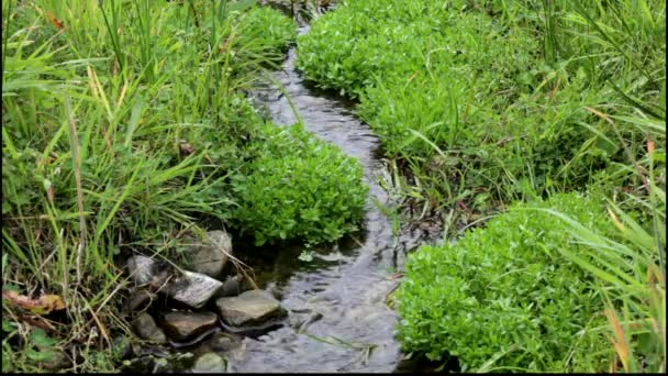 Un petit ruisseau qui coule dans une végétation luxuriante . — Video