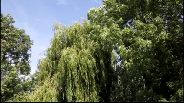 Árboles soplando en una tormenta . — Vídeo de stock