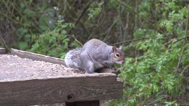 Två grå ekorrar på ett fågelbord. — Stockvideo