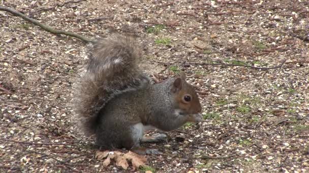 Grey squirrel scavenging for food. — Stock Video