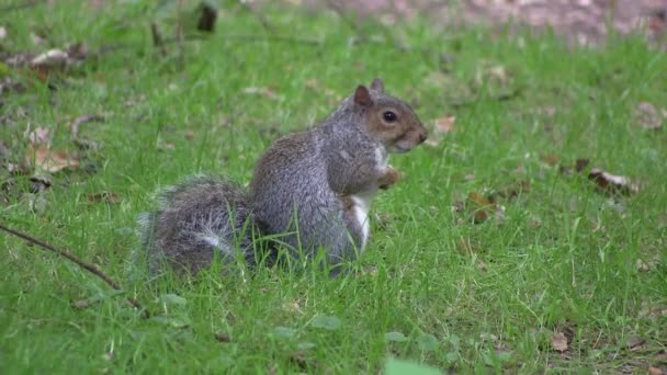 Ardilla gris comiendo de sus patas . — Vídeos de Stock