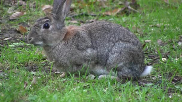 Conejo mordisqueando hierba en un bosque, en Inglaterra . — Vídeos de Stock