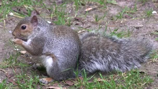 Ardilla gris comiendo de sus patas . — Vídeos de Stock