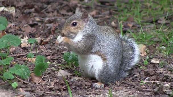 Grey squirrel eating from its paws. — Stock Video