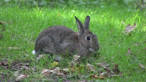 Lapin grignotant l'herbe dans un bois, en Angleterre .