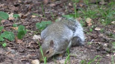 onun pençeleri yeme gri sincabı.