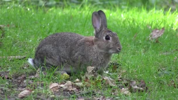 Rabbit nibbling grass in a wood, in England. — Stock Video