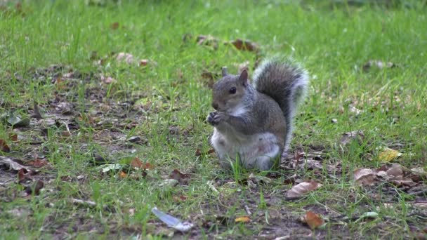 Grey squirrel eating from its paws. — Stock Video