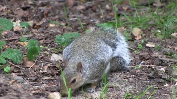 Grigio scoiattolo mangiare dalle zampe . — Video Stock