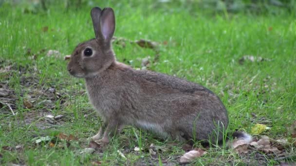 İngiltere'de bir ahşap çim nibbling tavşan. — Stok video