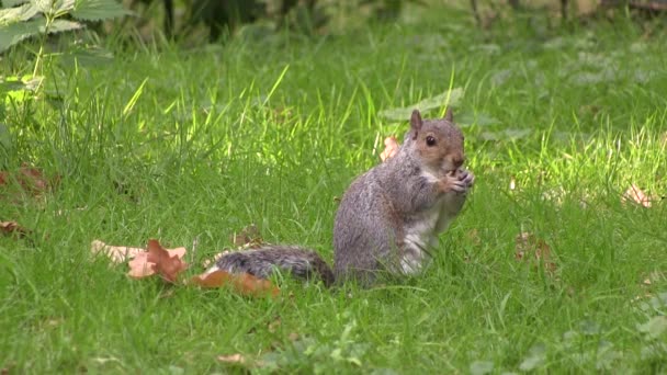 Ardilla gris comiendo de sus patas . — Vídeos de Stock