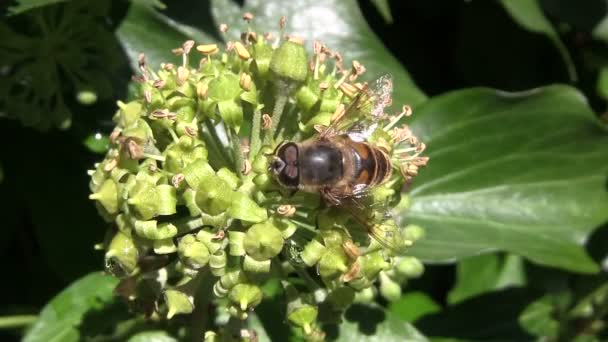 Bee söker efter mat — Stockvideo