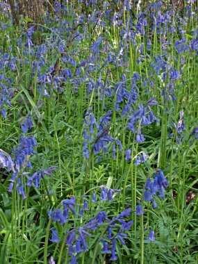 vahşi orman çuha çiçeği (primula vulgaris).