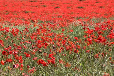Kırmızı haşhaş.