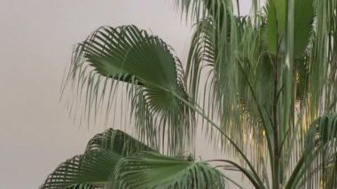 bir akşam gökyüzü karşı atış palmiye ağacı.